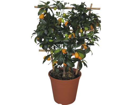 Kumquat FloraSelf® Fortunella margarita Flachspalier 20er Topf