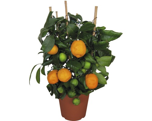 Rote Limette FloraSelf® Citrus latifolia Rundspalier 20er Topf