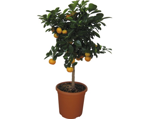 Calamondin-Citrus FloraSelf® Citrus mitis Stamm 20er Topf