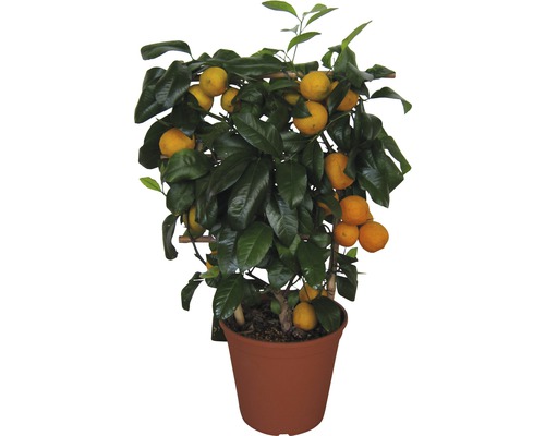 Rote Limette FloraSelf® Citrus latifolia Flachspalier 20er Topf