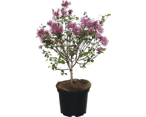 Zwerg Duftflieder FloraSelf® Syringa microphylla FlowerFesta Pink Ø 20 H 40-50 cm