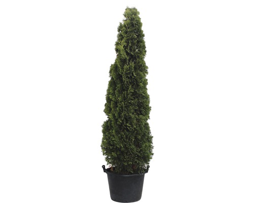 Lebensbaum FloraSelf® Thuja occidentalis Smaragd Ø 40 H 175-200 cm