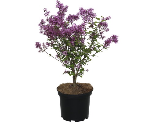 Lilas de Chine FloraSelf® Syringa microphylla Dark Purple Ø 20 H 40-50 cm