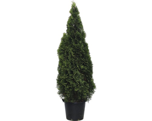 Lebensbaum FloraSelf® Thuja occidentalis Smaragd Ø 40 H 150-175 cm