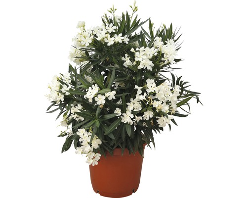 Oleander FloraSelf Nerium oleander H 100-120 cm Ø 40 cm Topf weiss