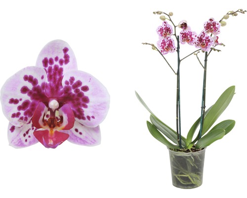 Schmetterlingsorchidee FloraSelf Phalaenopsis Hybride Rembrandt H 45-55 cm Ø 12 cm Topf 2 Rispen