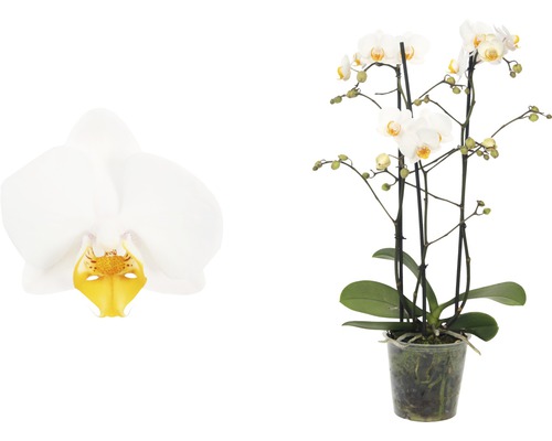 Schmetterlingsorchidee FloraSelf Phalaenopsis Hybride H 45-55 cm Ø 12 cm Topf 3 Rispen