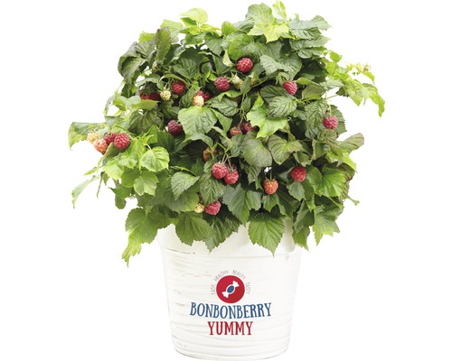 Zwergherbsthimbeere Bonbonberry Yummy H 20-30 cm