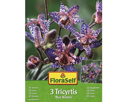 Blumenzwiebel FloraSelf Tricyrtis/Krötenlilie Blue Wonder 3 Stk