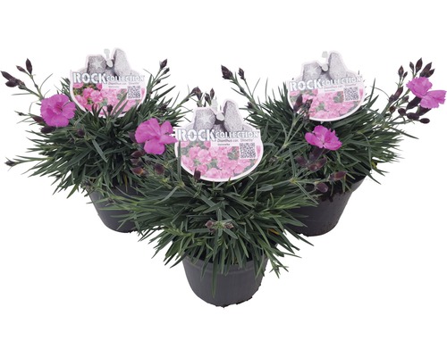 Nelke FloraSelf® Dianthus caryophyllus H 10-15 cm Co 0.8 L