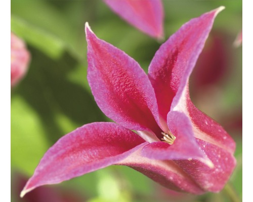 Waldrebe FloraSelf Clematis-Cultivars 'Princess Diana' H 50-70 cm Co 2,3 L