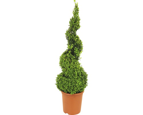 Buchsbaum Spirale FloraSelf Buxus sempervirens H 70-75 cm Co 5 L