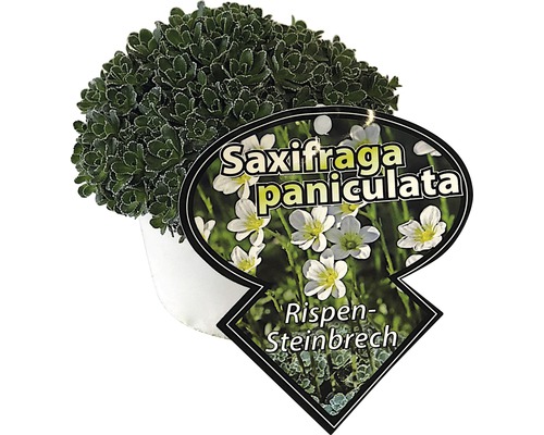 Steinbrech FloraSelf® Saxifraga paniculata H5-10 cm Co 0.5 L