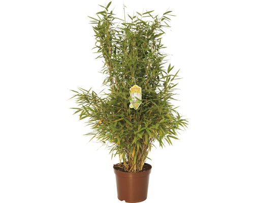 Aufrechter Gartenbambus FloraSelf Fargesia murielae 'Jumbo' H 60-80 cm Co 7,5 L