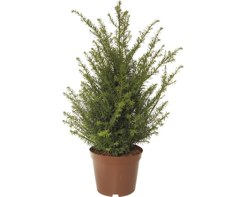 Gemeine Heckeneibe FloraSelf® Taxus baccata 40-50 cm