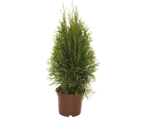 Smaragd-Lebensbaum 30-40 cm