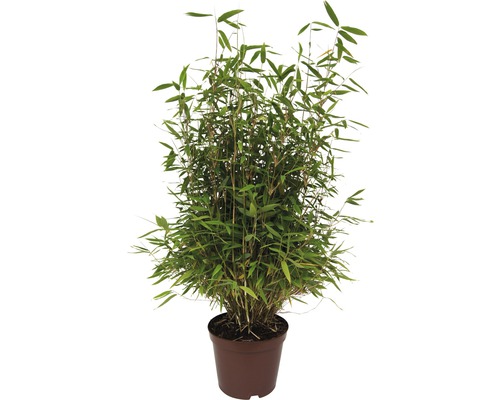 Gartenbambus 60-80 cm