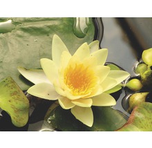 Seerose FloraSelf Nymphaea-Cultivars 'Yellow Sensation' H 5-30 cm Co 1 L-thumb-0