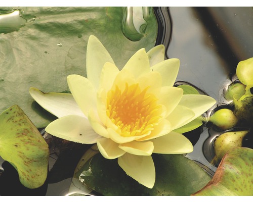 Seerose FloraSelf Nymphaea-Cultivars 'Yellow Sensation' H 5-30 cm Co 1 L-0