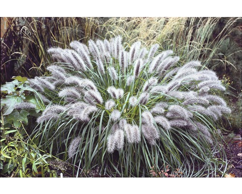Zwerg-Lampenputzergras FloraSelf Pennisetum alopecuroides 5-20 Bunny\' 14 cm cm H HORNBACH - T \'Little
