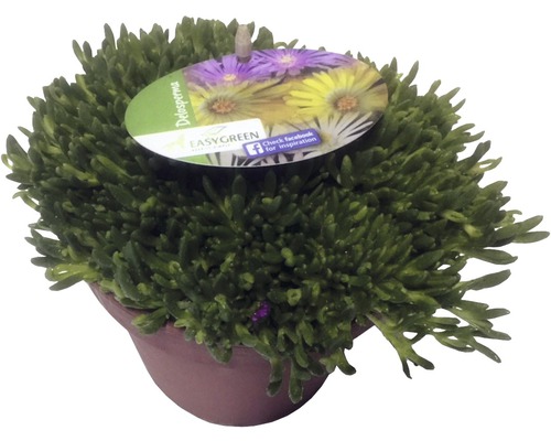 Mittagsblume FloraSelf Delospermum-Cultivars Mix H 1-3 cm Co 1 L zufällige Sortenauswahl