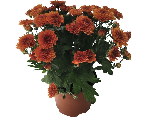 Chrysanthemum Herbstaster H 20-25cm orange 12er Topf
