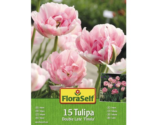 Blumenzwiebel-Vorteilspack FloraSelf® Tulpen Finola 15 Stk.