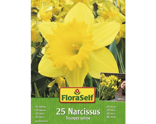 Blumenzwiebel-Vorteilspack FloraSelf® Narzissen Gelb 25 Stk.