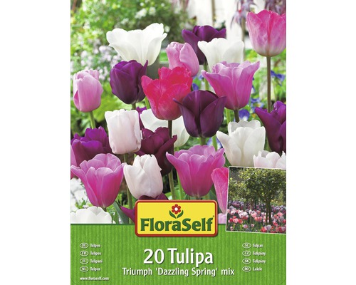 Blumenzwiebel-Vorteilspack FloraSelf® Tulpen Dazzling Spring Mischung 20 Stk.