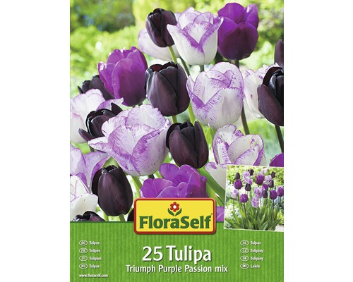 Blumenzwiebel-Vorteilspack FloraSelf® Tulpen Purple Passion Mischung 25 Stk.