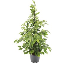 Figuier pleureur FloraSelf Ficus benjamina 'Anastacia' H 80-100 cm pot Ø 21 cm-thumb-0