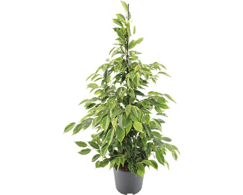 Figuier pleureur FloraSelf Ficus benjamina 'Anastacia' H 80-100 cm pot Ø 21 cm-0