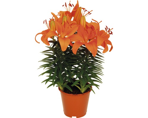 Lys en pot FloraSelf Lilium-Cultivars (hybride asiatique) 'Tiny Invader' H  35-45 cm pot Ø 13 cm - HORNBACH