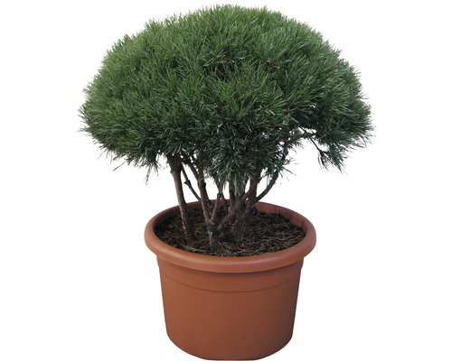 Silberkiefer 'Pinus sylvestris Watereri' Co 60 l