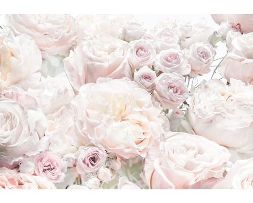 Fototapete Papier Spring Roses 368 x 254 cm