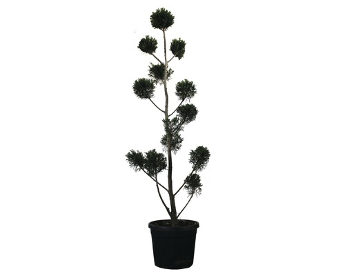 Englische Zypresse PonPon FloraSelf Cupressocyparis leylandii H 140-150 cm Co 30 L