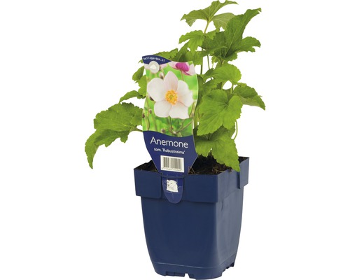 Herbst-Anemone FloraSelf Anemone tomentosa 'Robustissima' H 5-40 cm Co 0,5 L