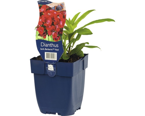 Bartnelke FloraSelf Dianthus barbatus 'Barbarini Red' H 5-25 cm Co 0,5 L zweijährig