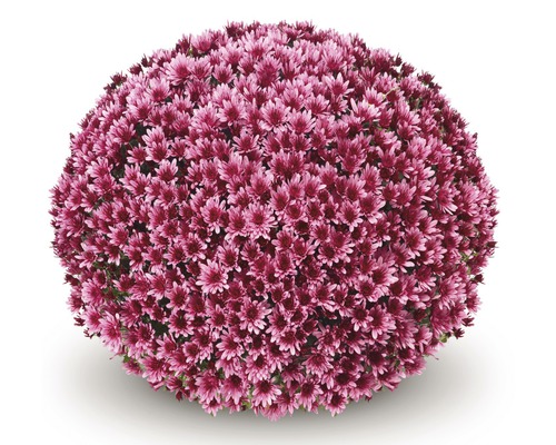 Chrysantheme 'Chrysanthemum spec.' 19er Topf
