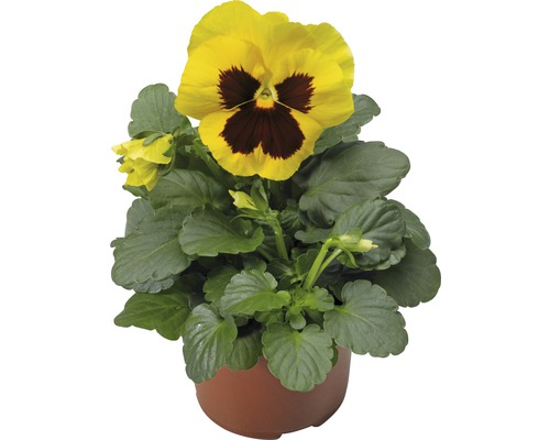 Pensée 'Viola wittrockiana' jaune pot de 9 cm - HORNBACH
