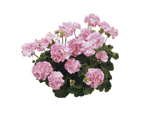 Stehende Geranie 'Pelargonium-Zonale-Hybriden' rosa 12er Topf