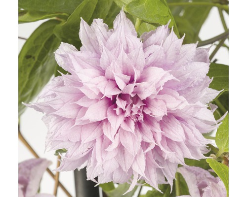 Grossblumige Waldrebe Clematis Hybride 'Multi Pink' H 50-70 cm Co 2,3 L