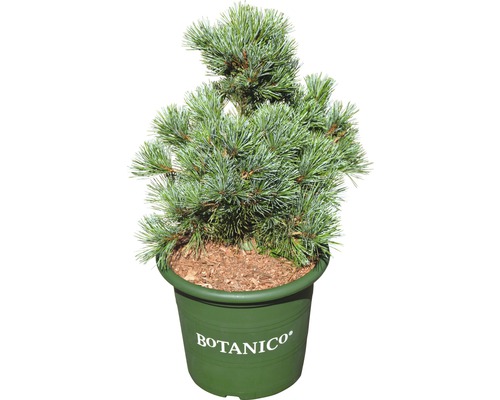 Mädchenkiefer Pinus parviflora Negishi H 30-40 cm Co 6 L