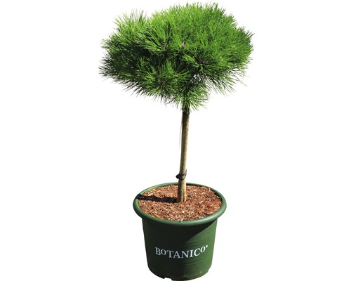 Schwarzkiefer Stämmchen Pinus nigra Marie Bregeon H 40 cm Co 10 L