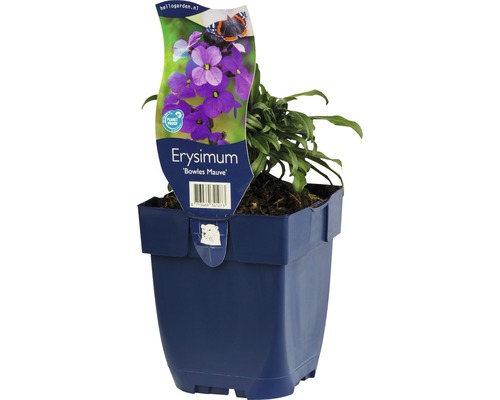 Schöterich Erysimum-Cultivars 'Bowles Mauve' H 5-60 cm Co 0,5 L