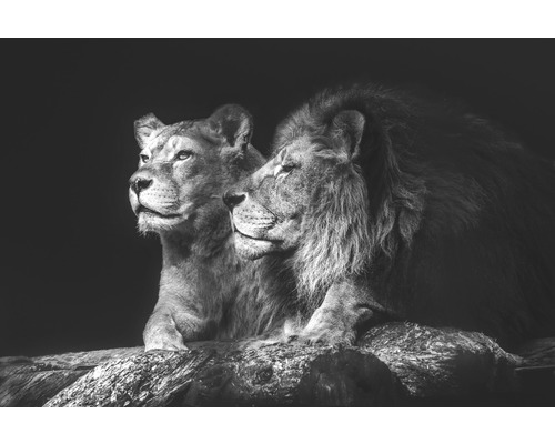 Leinwandbild Lion Couple 100x150 cm-0