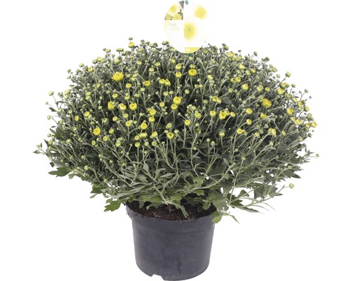 Chrysantheme Chrysanthemum indicum x grandiflorum 'Primo Pistache' Ø 19 cm Topf