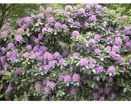 Großblumige Alpenrose, Rhododendron FloraSelf Rhododendron 'Catawbiense Grandiflorum' H 60-70 Co 15 L