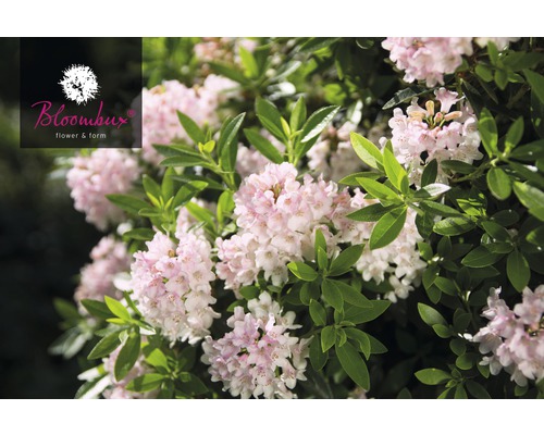 Zwerg-Rhododendron FloraSelf Buchsbaum Alternative Rhododendron micranthum Bloombux' ® H 15-20 cm Co 2 L rosa