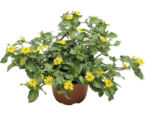 Husarenknopf, Sanvitalia FloraSelf® 10.5er Topf gelb